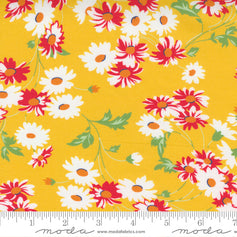 Story Time - Real Daisy Yellow