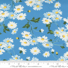 Story Time - Real Daisy Blue