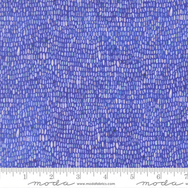 Delphinium - Palette Agapanthus - PRE-ORDER DUE APRIL