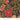Merry Manor Metallic 2025 - Large Poinsettia Ebony - PRE-ORDER DUE JUNE