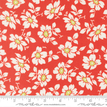 Summer's End - Cosmos Persimmon - PRE-ORDER DUE JUNE