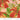 Carolina Lilies - Carolina Lilies Peach