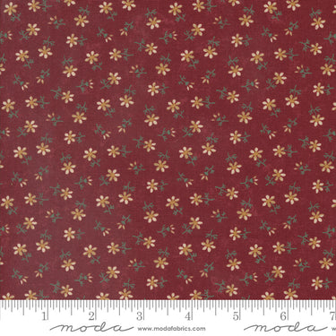 Daisy Lane - Daisies Carnation