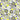 Inflorescence - Sketchbook Flowers Grey With Neon Yellow