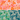 Ruby Star Society - Reverie - Verdant Fat Quarter Bundle - 3 FQs