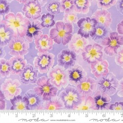 Delphinium - Auricula Mauve - PRE-ORDER DUE APRIL