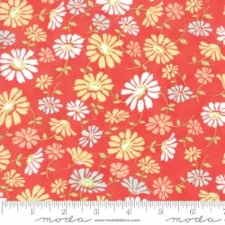 Catalina - Daisy Lollipop