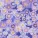 Delphinium - Complete Collection - PRE-ORDER DUE APRIL