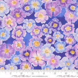 Delphinium - Auricula Agapanthus - PRE-ORDER DUE APRIL