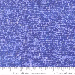 Delphinium - Palette Agapanthus - PRE-ORDER DUE APRIL