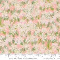 Sweet Cecily - Queen Anne Rose