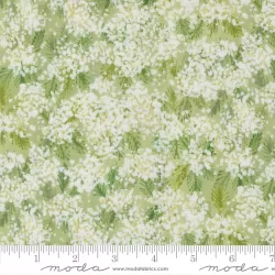 Sweet Cecily - Queen Anne Bud