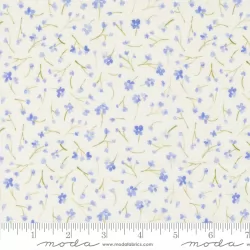 Sweet Cecily - Forget Me Not Hyacinth