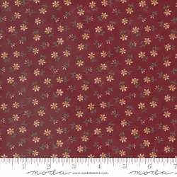 Daisy Lane - Daisies Carnation