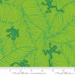 Jungle Paradise - Oh Froggy Seedling