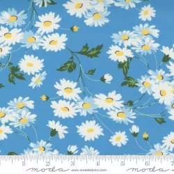 Story Time - Real Daisy Blue